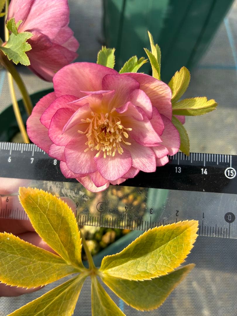 クリスマスローズ ピンクオーレア 5寸 - メルカリ