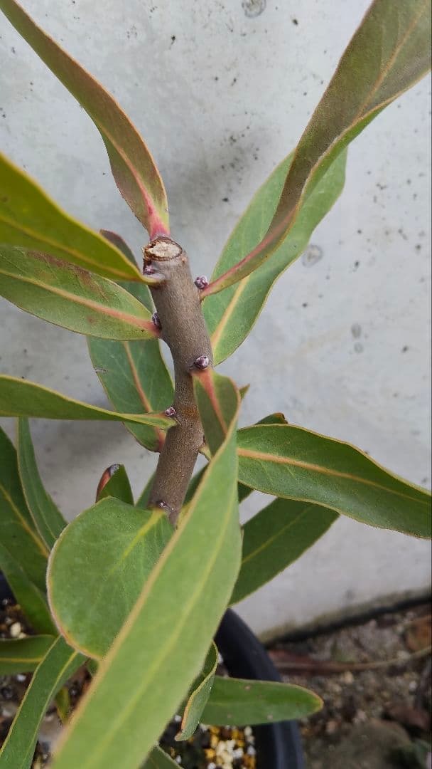 プロテア 苗 ブレンダ