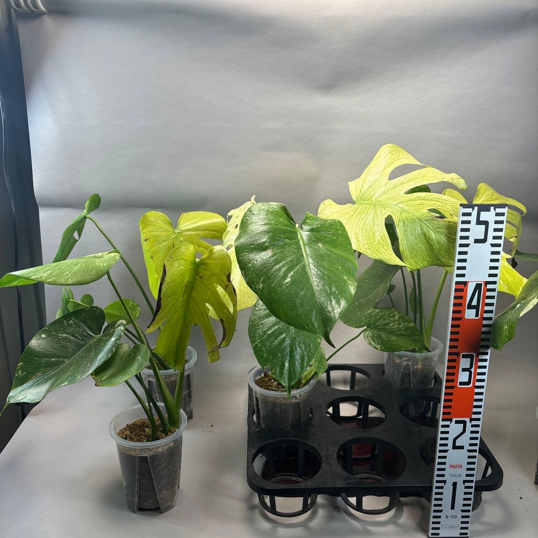 S*T様 5株セットa18【訳あり】ホワイトモンスター／天津蘭 モンステラ斑入り