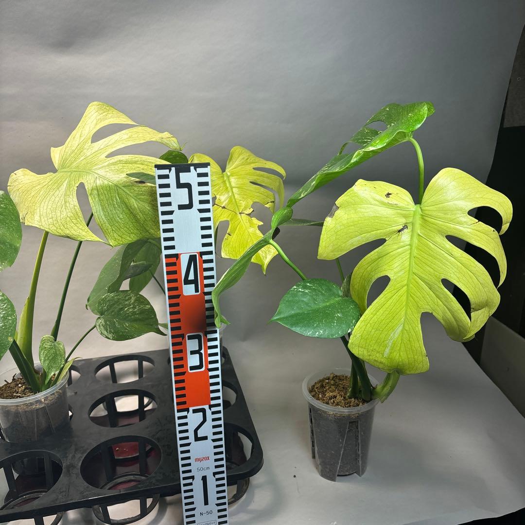 S*T様 5株セットa18【訳あり】ホワイトモンスター／天津蘭 モンステラ斑入り