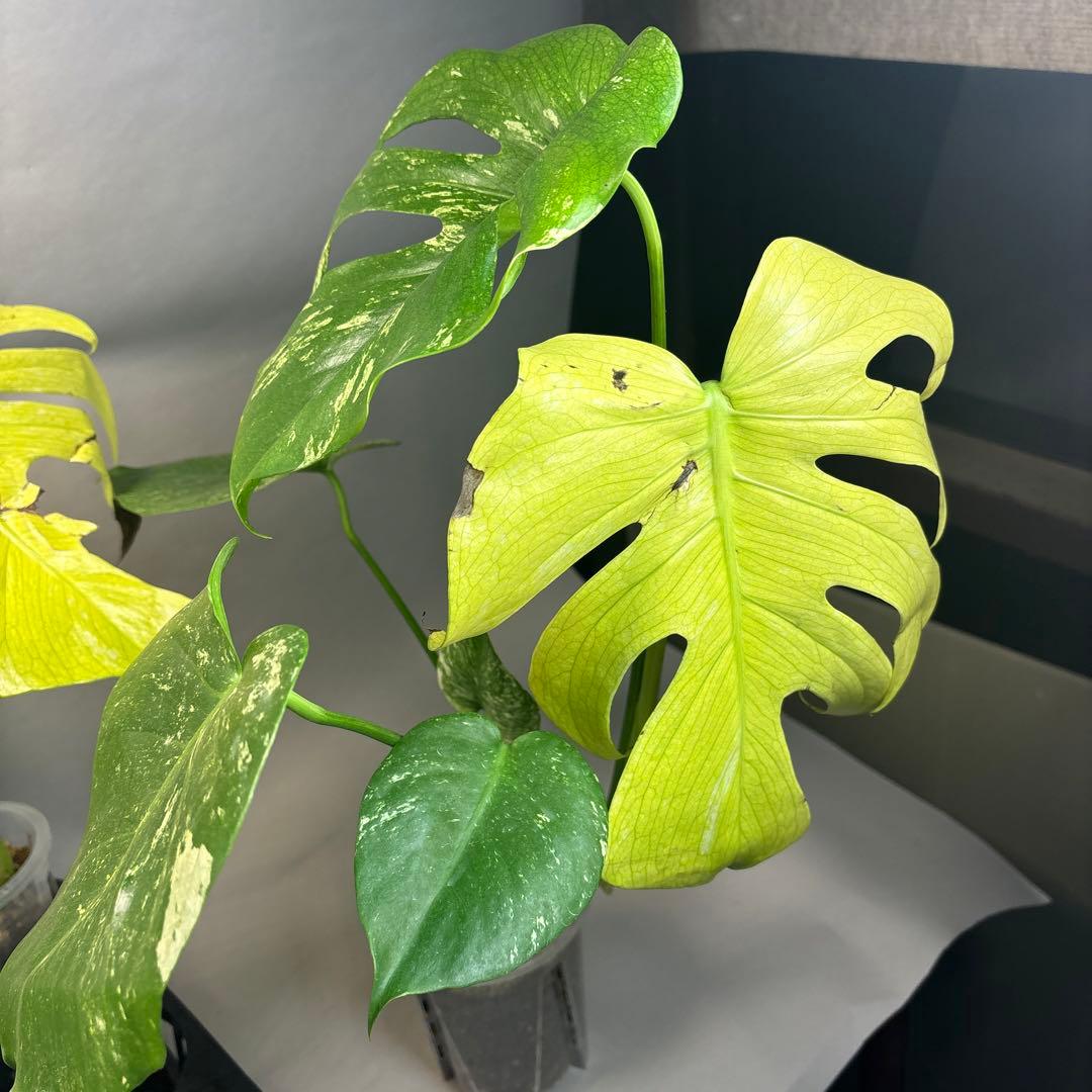 S*T様 5株セットa18【訳あり】ホワイトモンスター／天津蘭 モンステラ斑入り