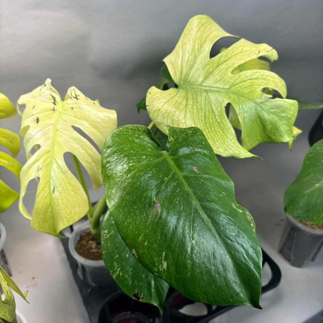 S*T様 5株セットa18【訳あり】ホワイトモンスター／天津蘭 モンステラ斑入り