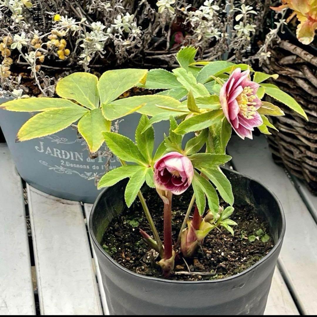 ヒ*ロ様 ❤️プクプク新芽❤️121⭐️極上⭐️【ソレイユ】クリスマスローズ