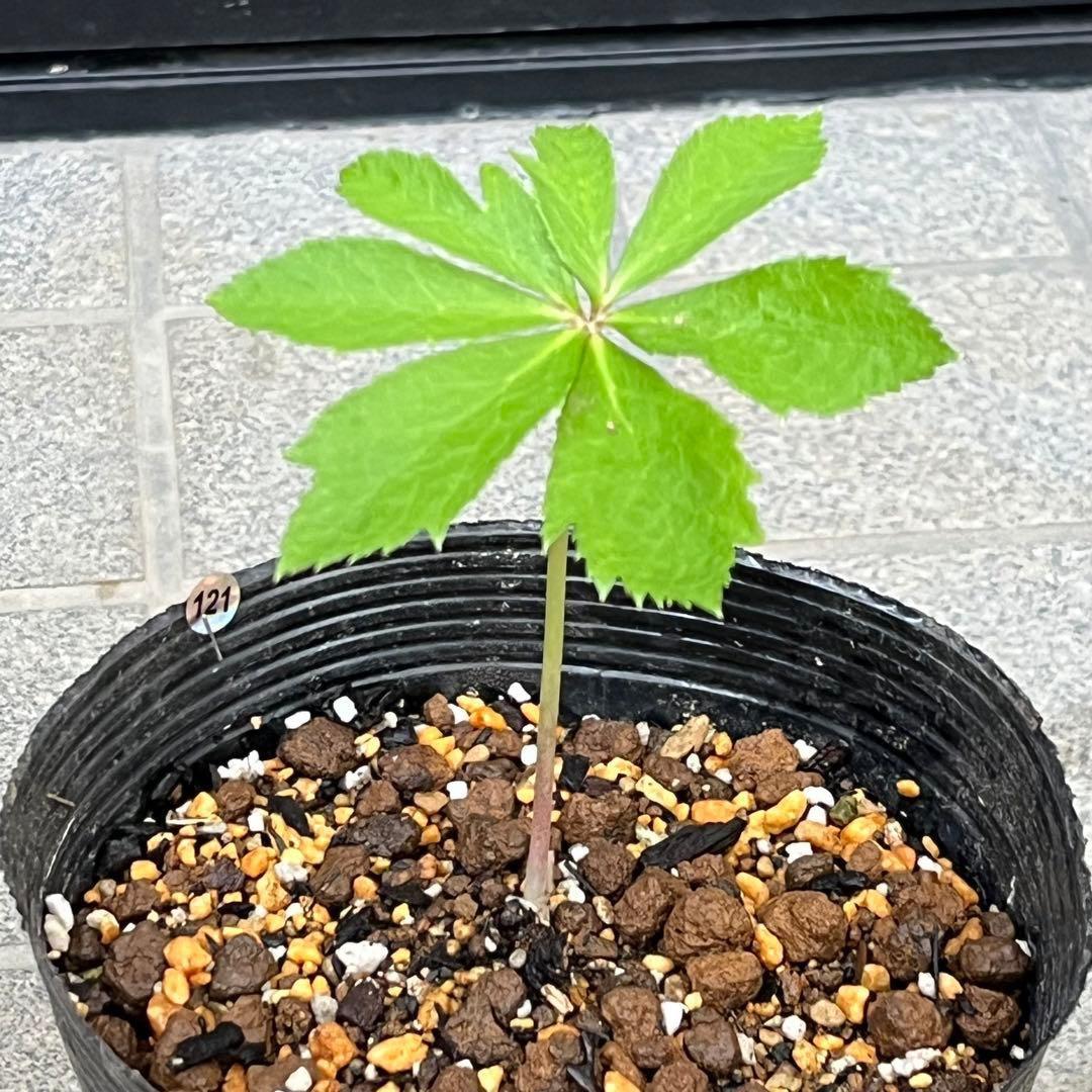 ヒ*ロ様 ❤️プクプク新芽❤️121⭐️極上⭐️【ソレイユ】クリスマスローズ