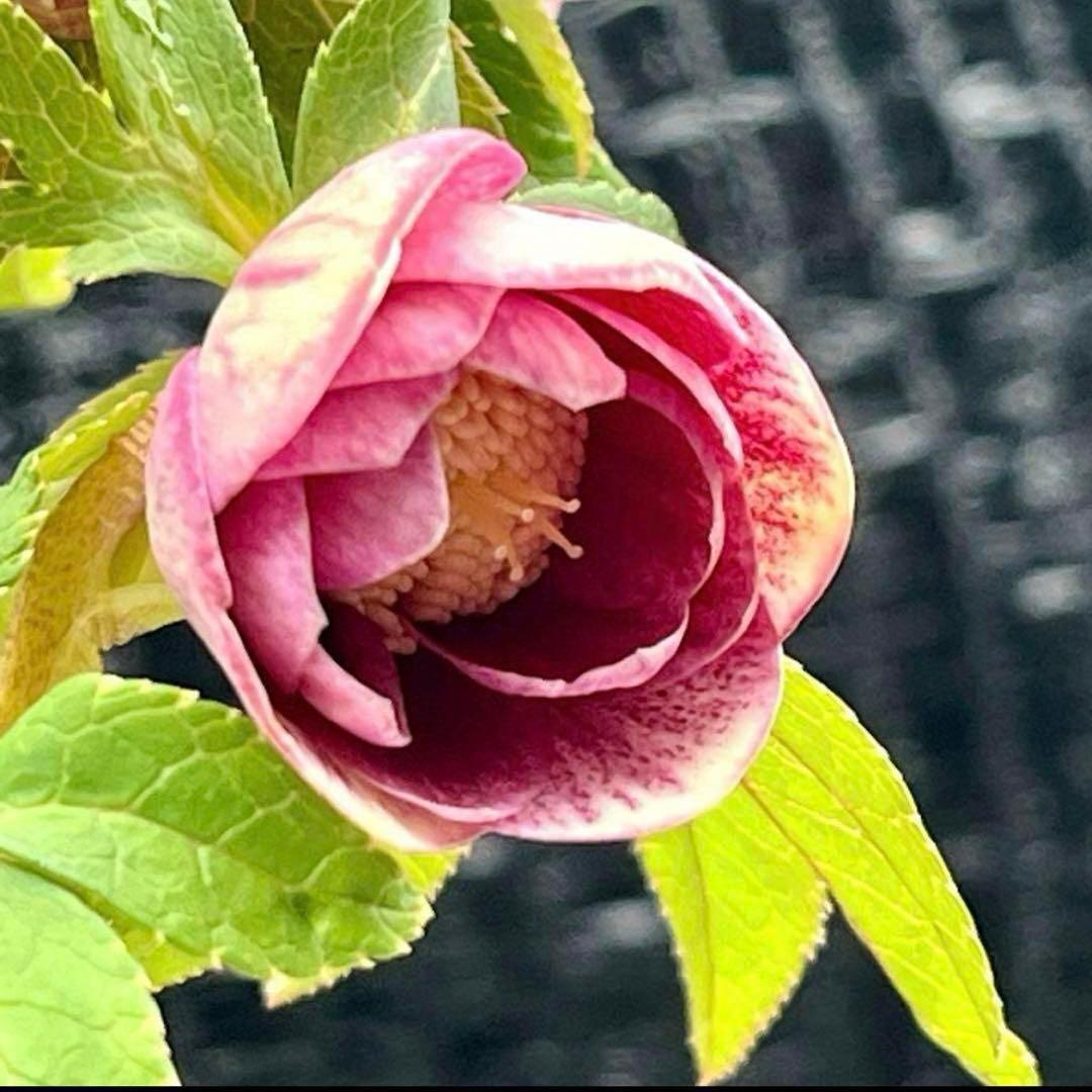 ヒ*ロ様 ❤️プクプク新芽❤️121⭐️極上⭐️【ソレイユ】クリスマスローズ