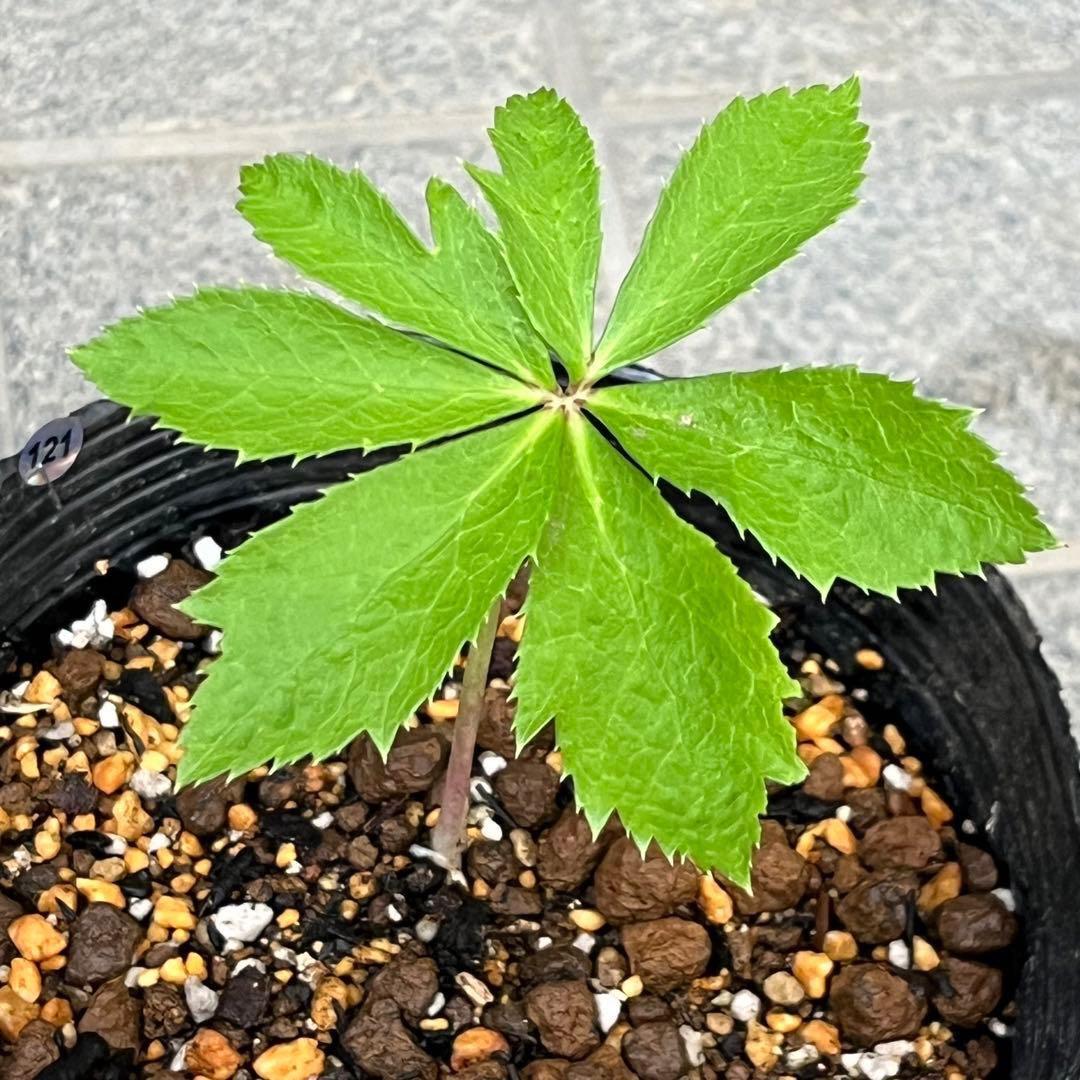 ヒ*ロ様 ❤️プクプク新芽❤️121⭐️極上⭐️【ソレイユ】クリスマスローズ