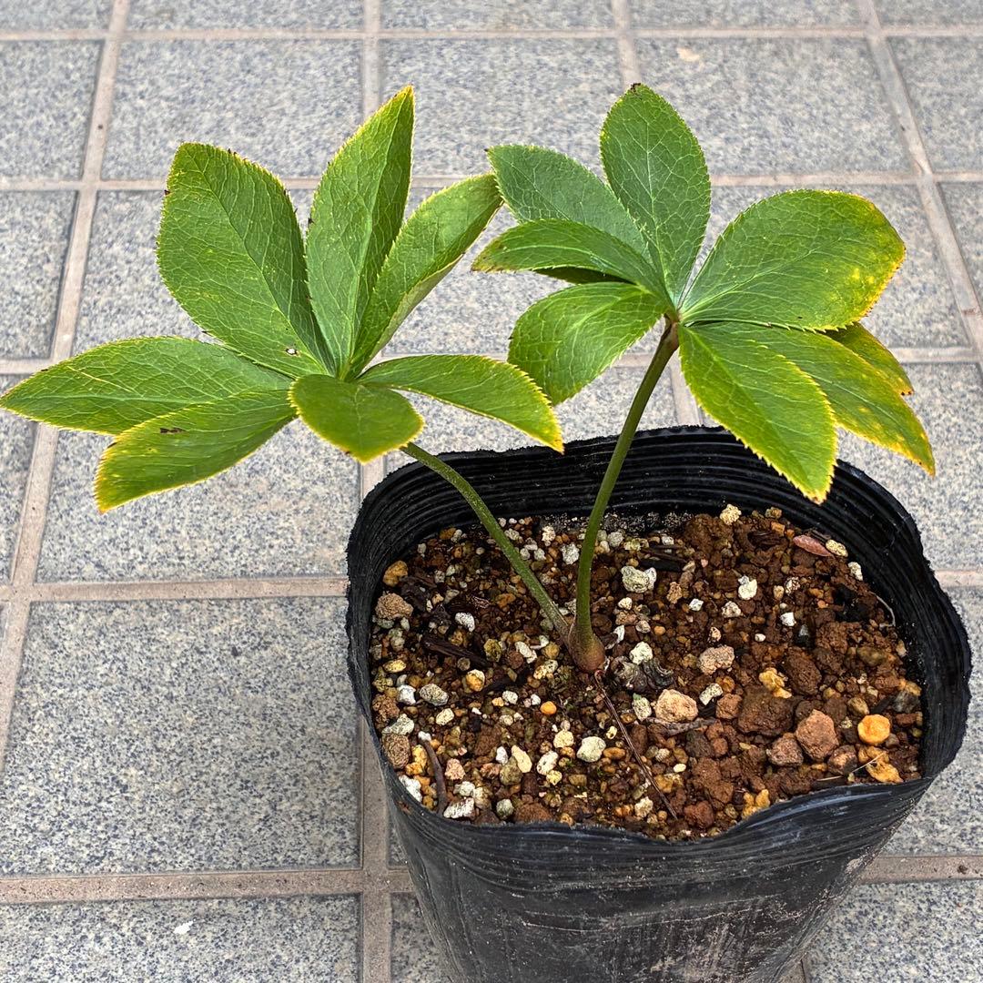 ヒ*ロ様 ❤️プクプク新芽❤️121⭐️極上⭐️【ソレイユ】クリスマスローズ