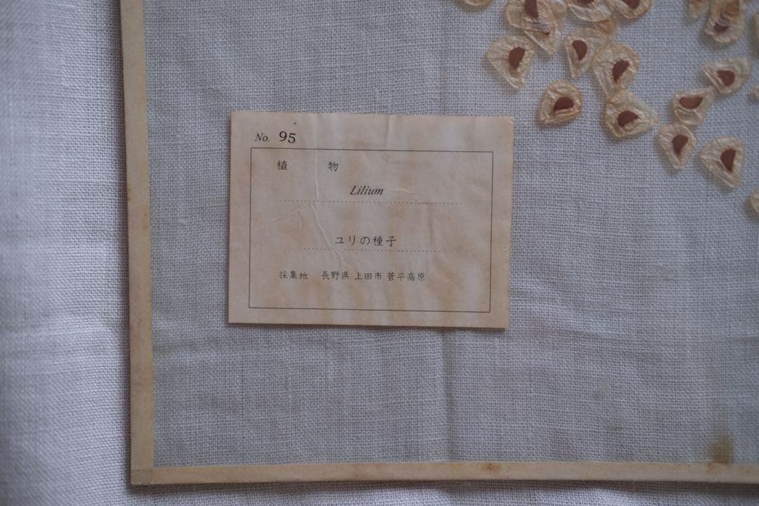 ユリの種子　標本