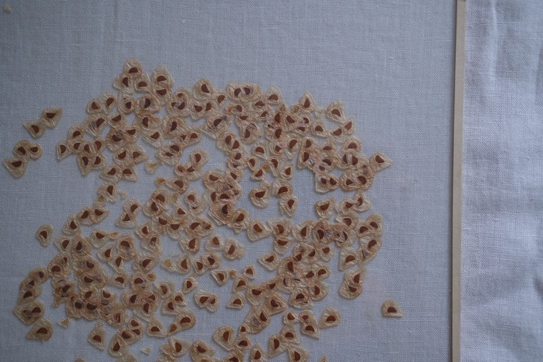 ユリの種子　標本