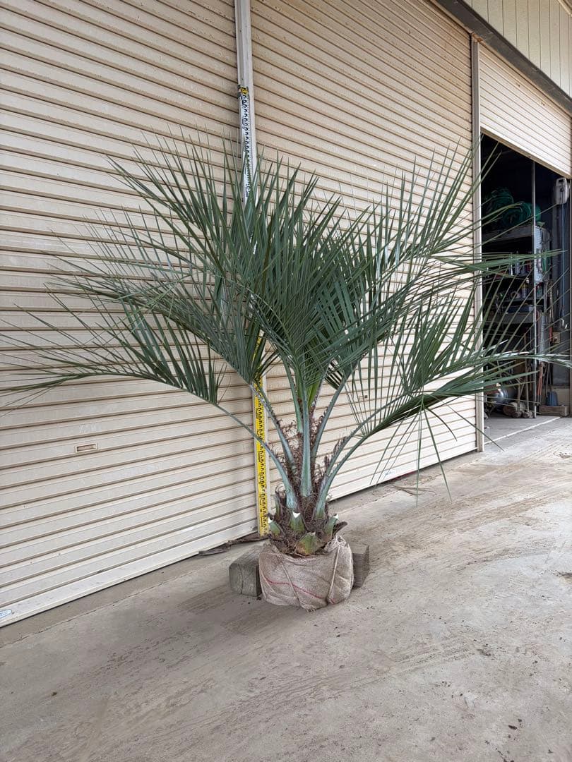 ココスヤシ　鉢上から160センチ