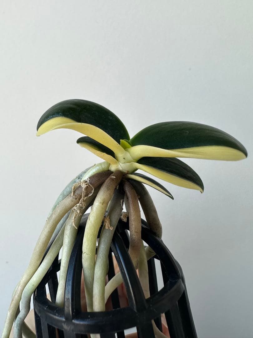 【 名護蘭 】明丸縞　半月　362