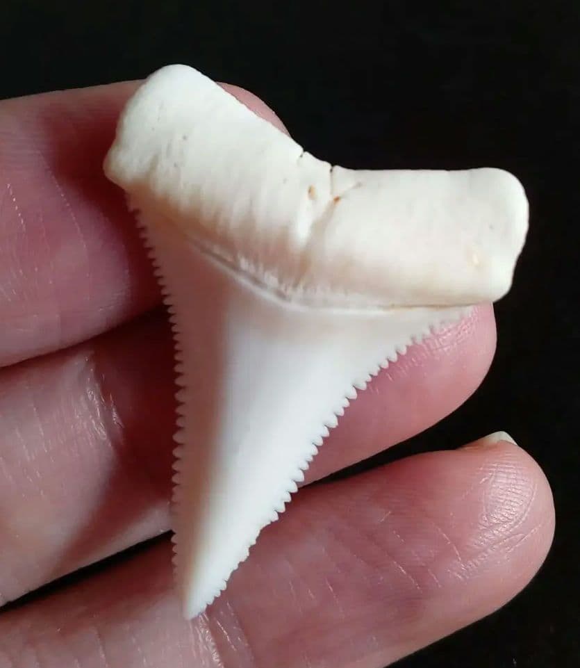 サメの歯　ホホジロザメ　現生種　美麗歯　希少標本