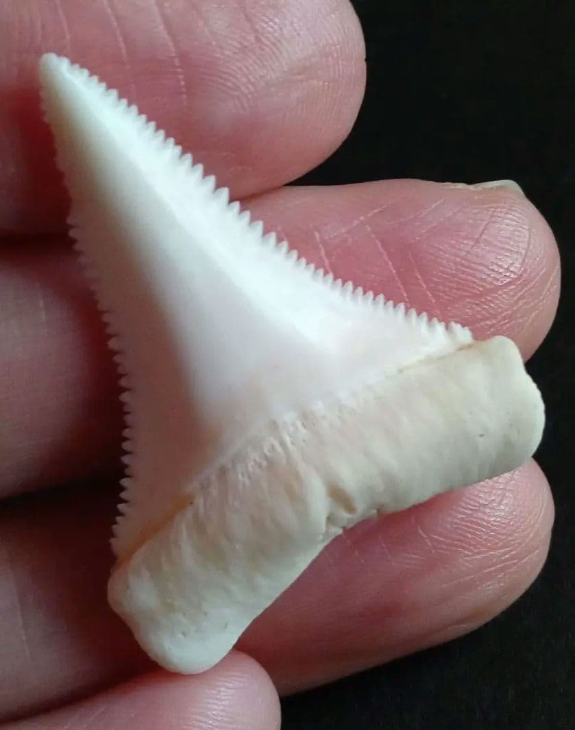 サメの歯　ホホジロザメ　現生種　美麗歯　希少標本