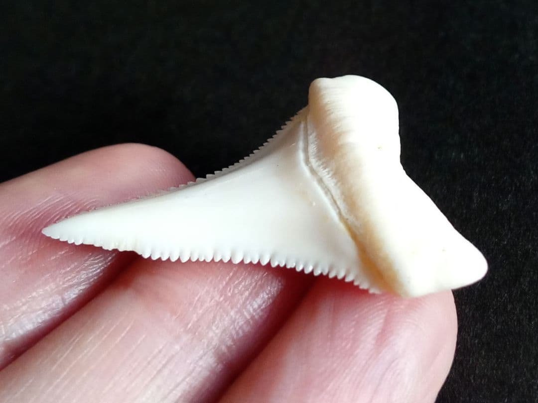 サメの歯　ホホジロザメ　現生種　美麗歯　希少標本