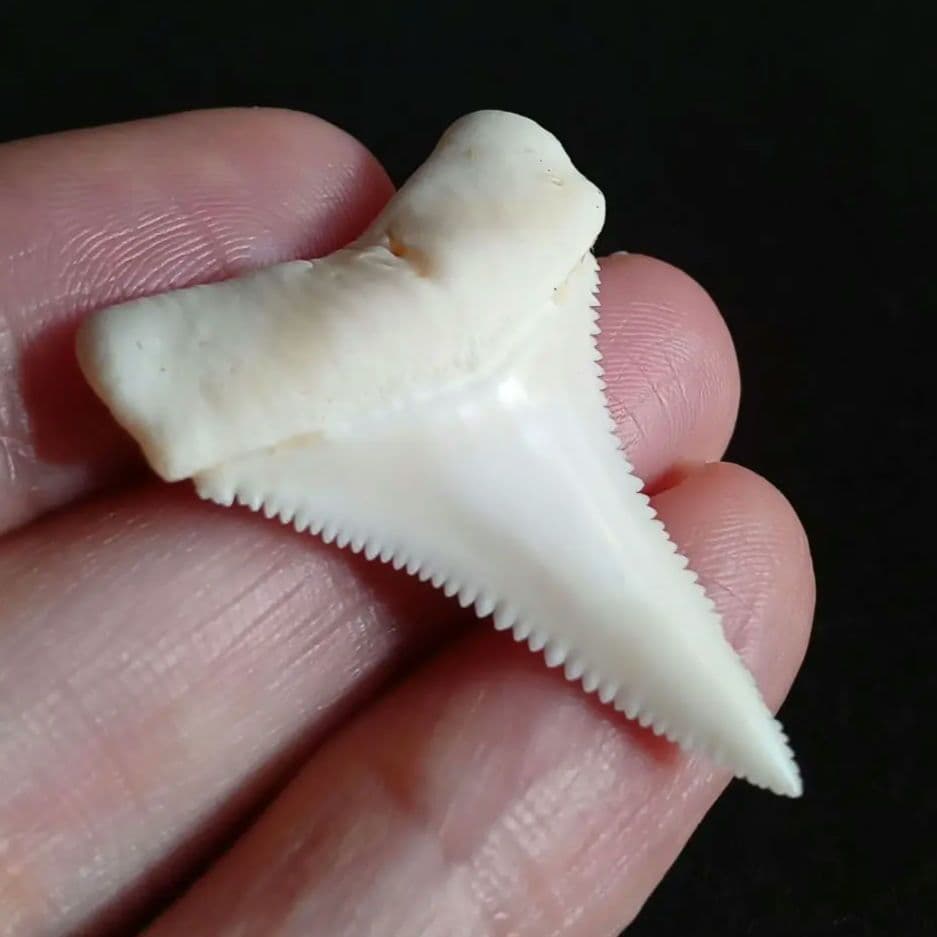 サメの歯　ホホジロザメ　現生種　美麗歯　希少標本