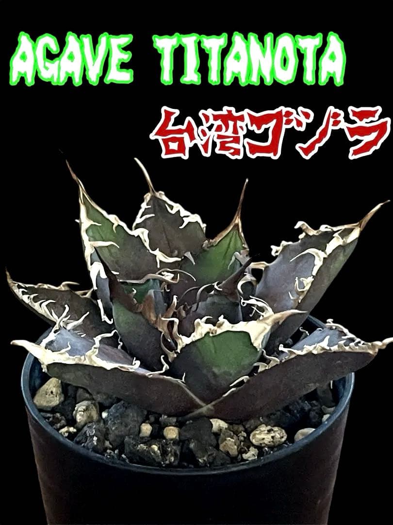 台湾株】アガベ 台湾 ゴジラ 良血統 子株 将来有望 狂刺 強棘 レア