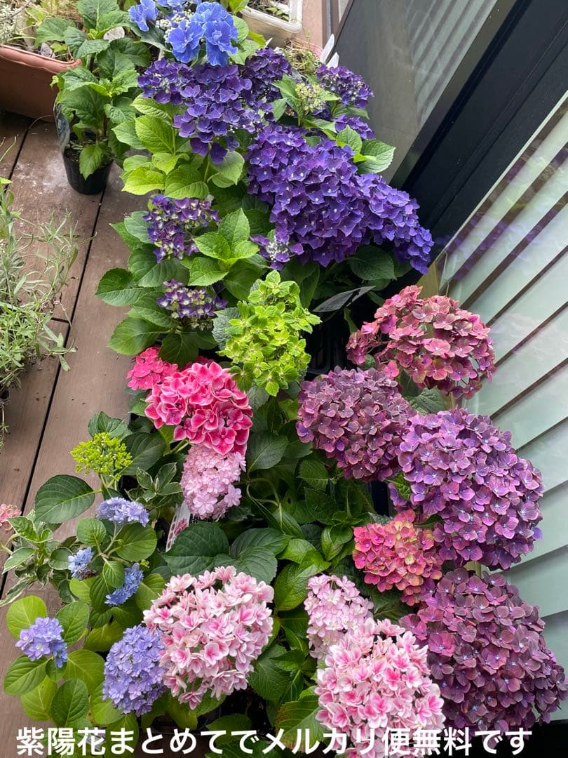 【花苗】4鉢限定　紫陽花　マジカルチョコレート　① 特大花　正規品　タグ付き
