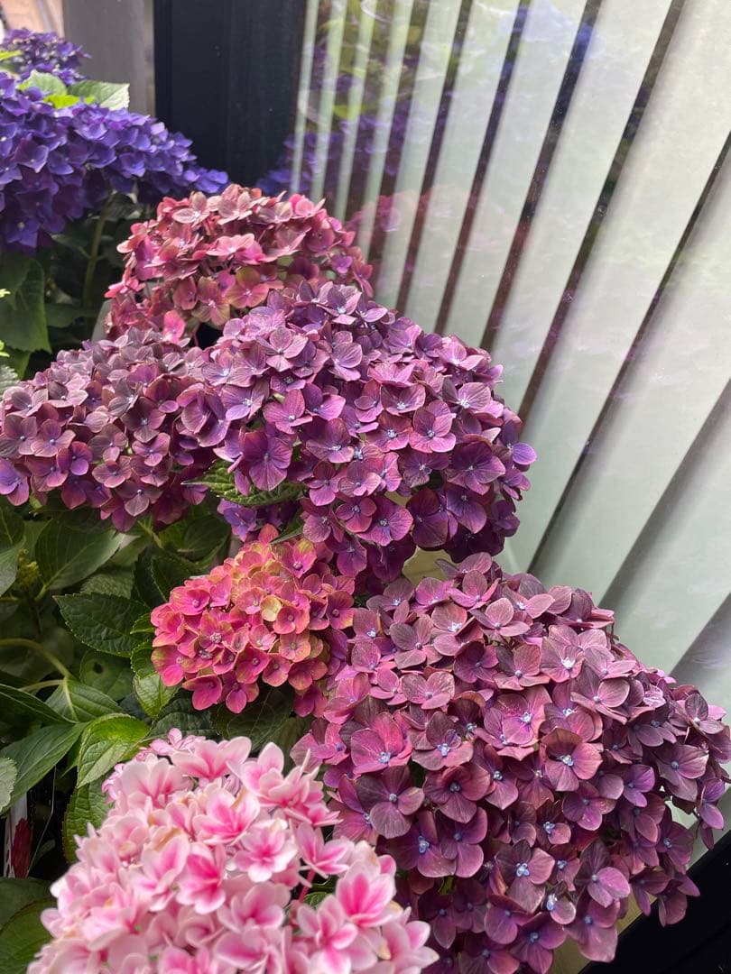 【花苗】4鉢限定　紫陽花　マジカルチョコレート　① 特大花　正規品　タグ付き