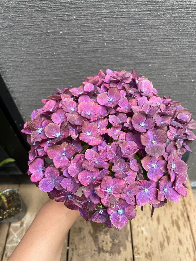 【花苗】4鉢限定　紫陽花　マジカルチョコレート　① 特大花　正規品　タグ付き