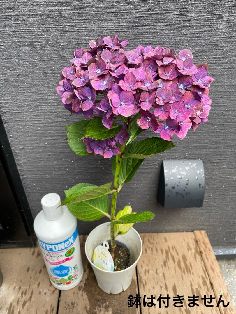 【花苗】4鉢限定　紫陽花　マジカルチョコレート　① 特大花　正規品　タグ付き