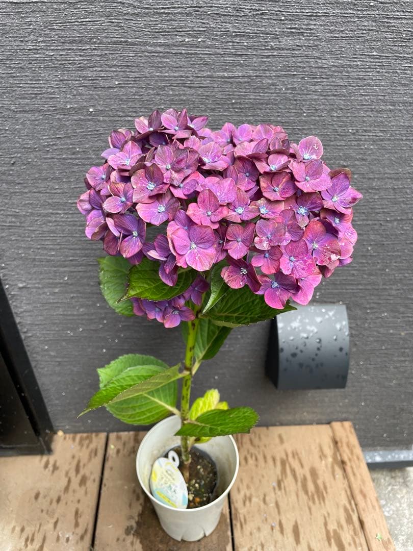 【花苗】4鉢限定　紫陽花　マジカルチョコレート　① 特大花　正規品　タグ付き
