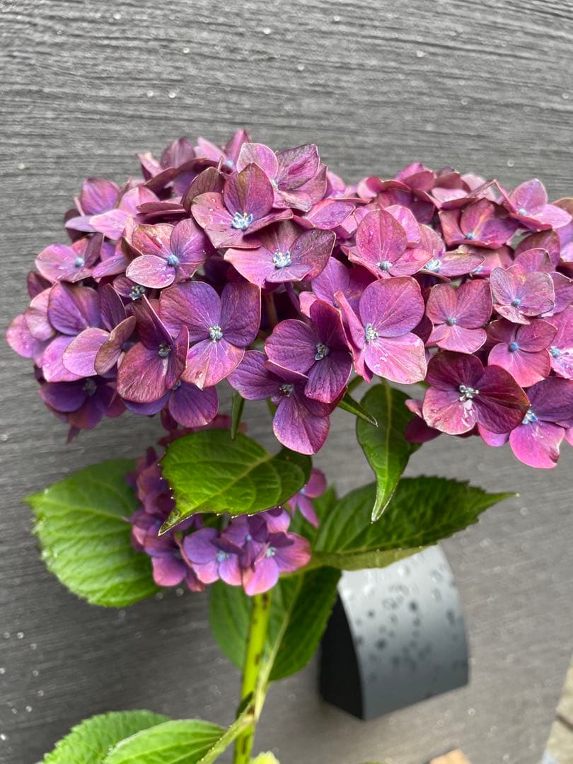 【花苗】4鉢限定　紫陽花　マジカルチョコレート　① 特大花　正規品　タグ付き