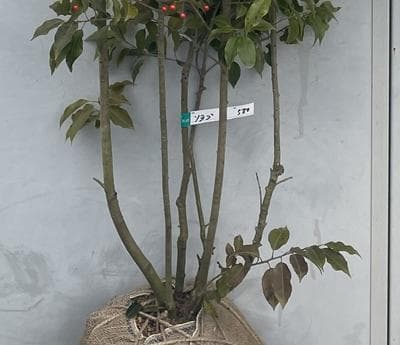 《現品》ソヨゴ　株立ち(雌株・メス株)　樹高1.8ｍ（根鉢含まず）580【苗木】