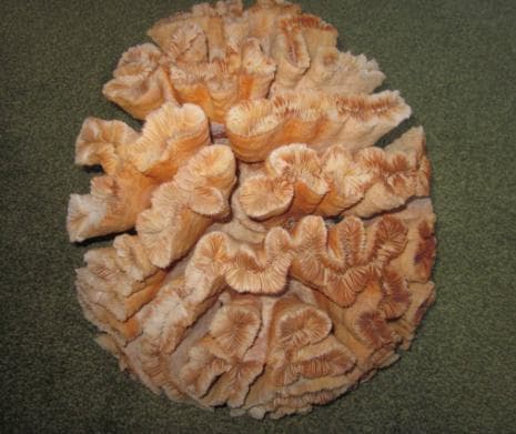 希少　本物の珊瑚の置物　整理番号、777