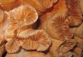 希少　本物の珊瑚の置物　整理番号、777