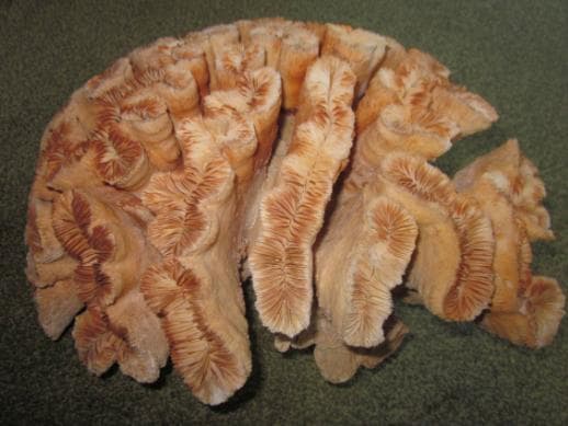 希少　本物の珊瑚の置物　整理番号、777