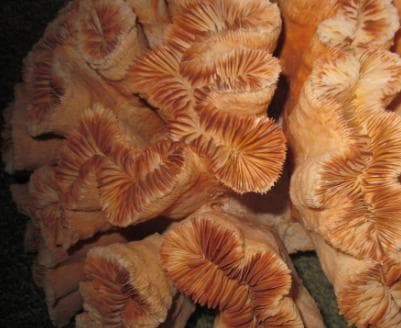 希少　本物の珊瑚の置物　整理番号、777