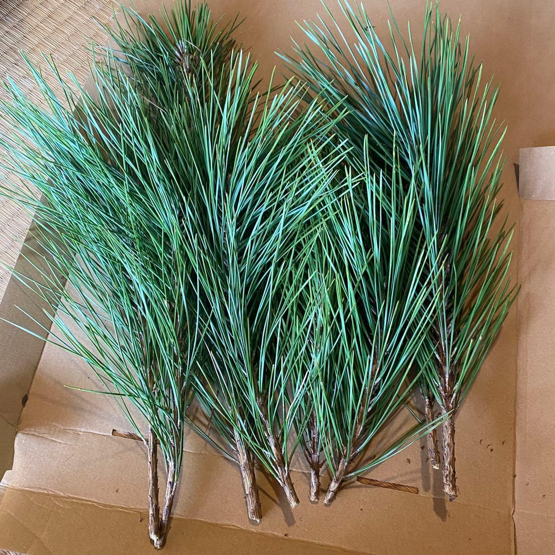 みかん箱3箱分ぱんぱん詰めます！　松　40cm〜目安