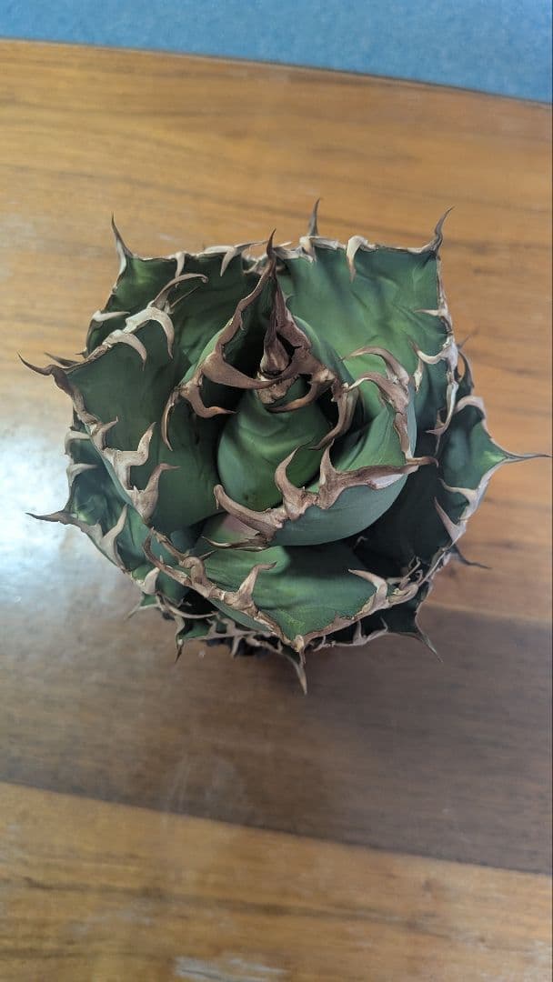 アガベ シーザー