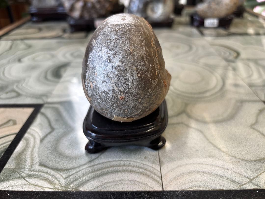 台付アンモナイト　ヴァスコセラス　化石　鉱石　希少　インテリア