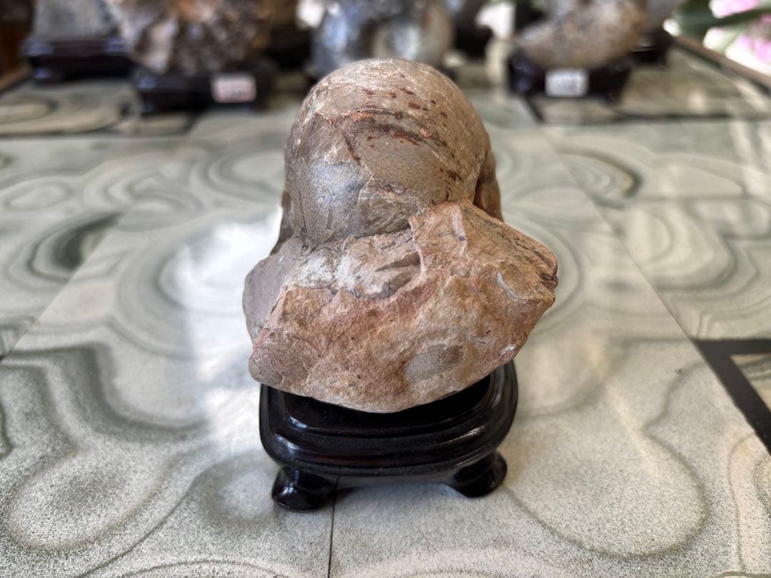 台付アンモナイト　ヴァスコセラス　化石　鉱石　希少　インテリア