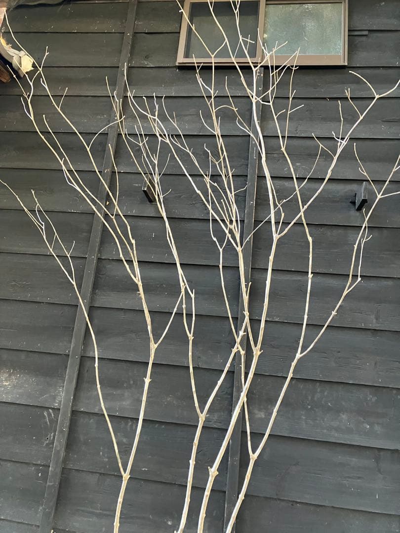 02 山採り　アオダモ