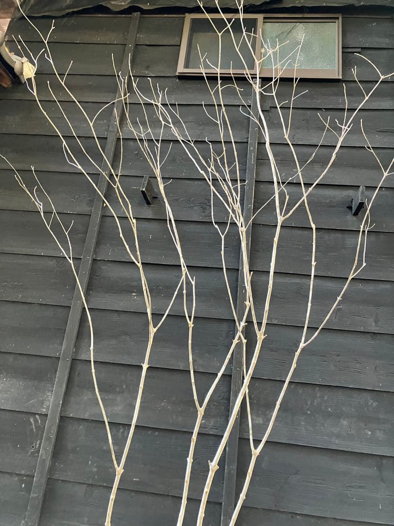 02 山採り　アオダモ