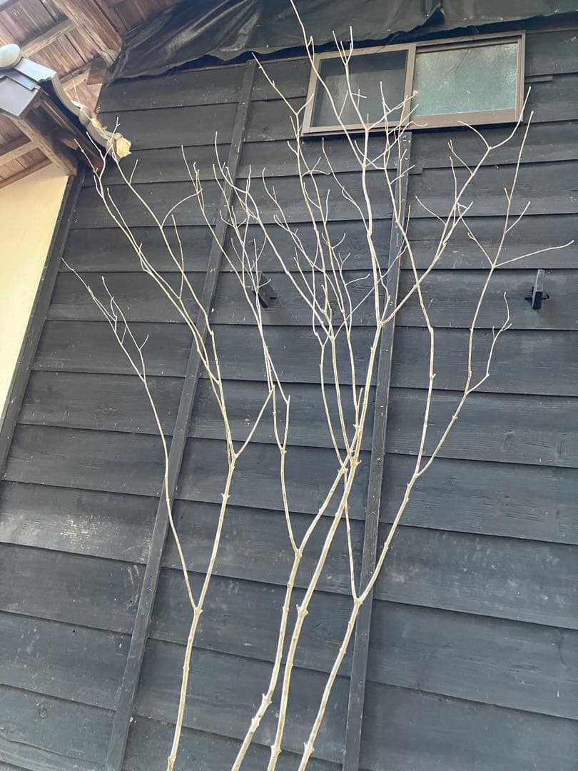 02 山採り　アオダモ