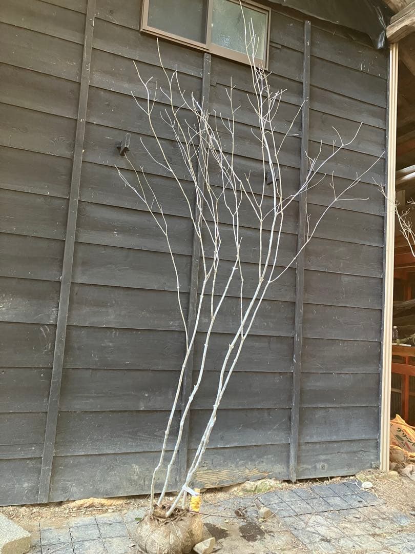 02 山採り　アオダモ