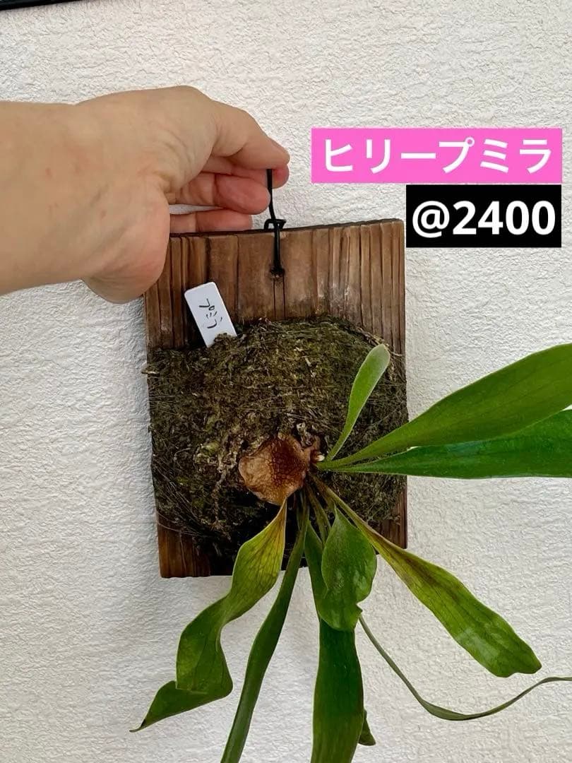 ビカクシダ　中型　その1