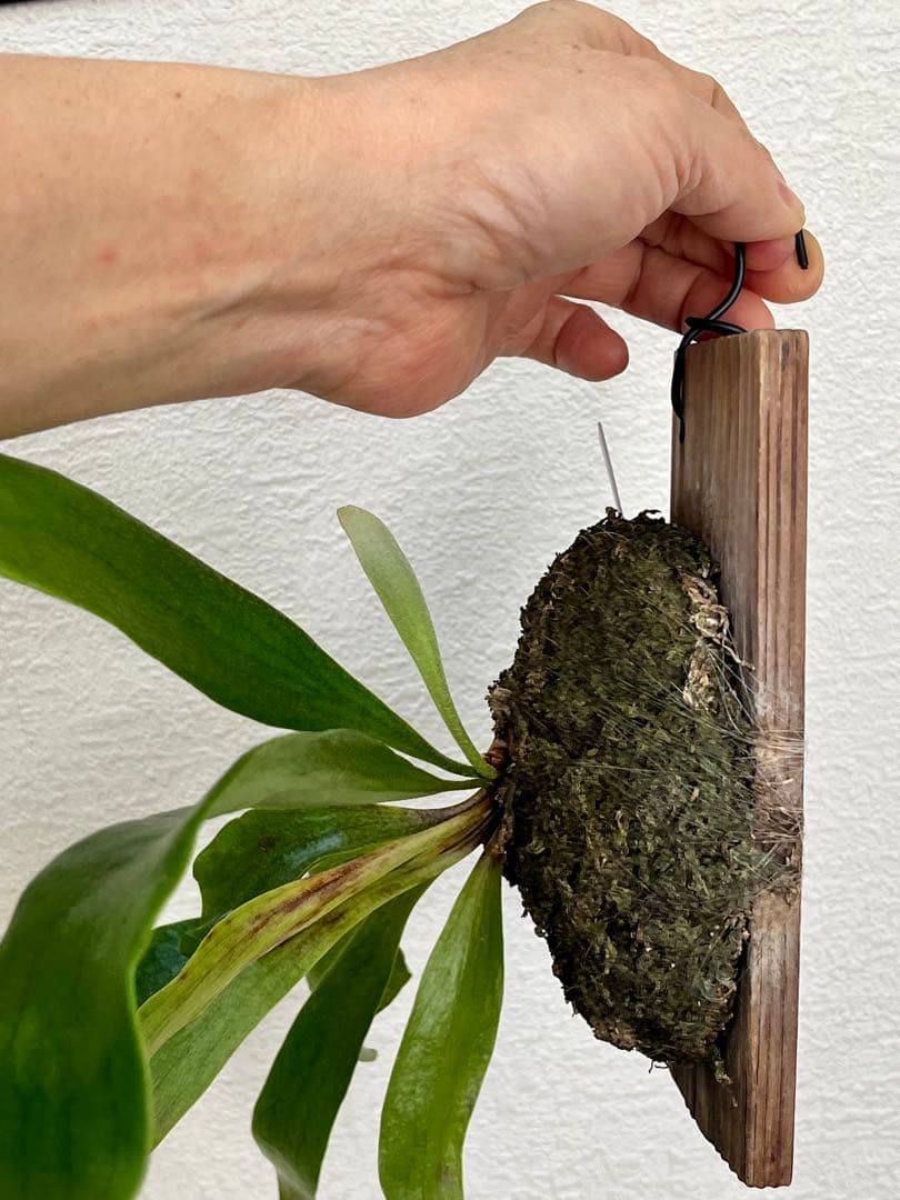 ビカクシダ　中型　その1