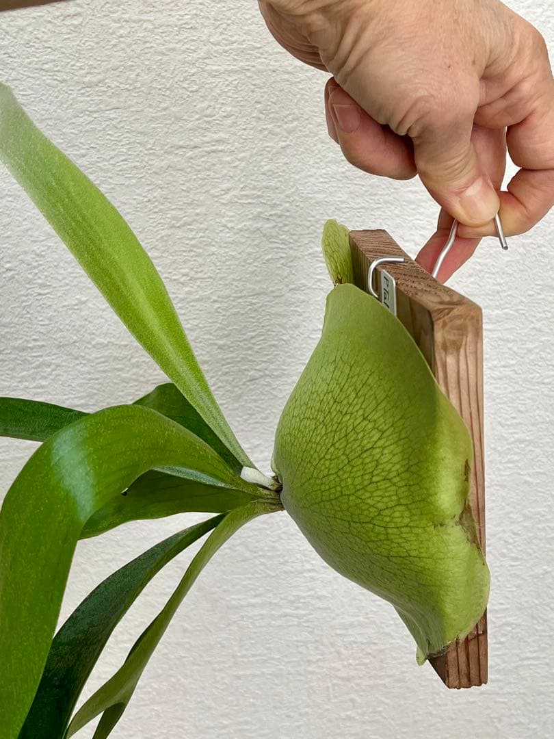 ビカクシダ　中型　その1