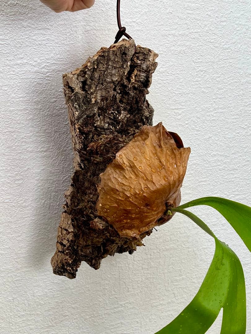 ビカクシダ　中型　その1