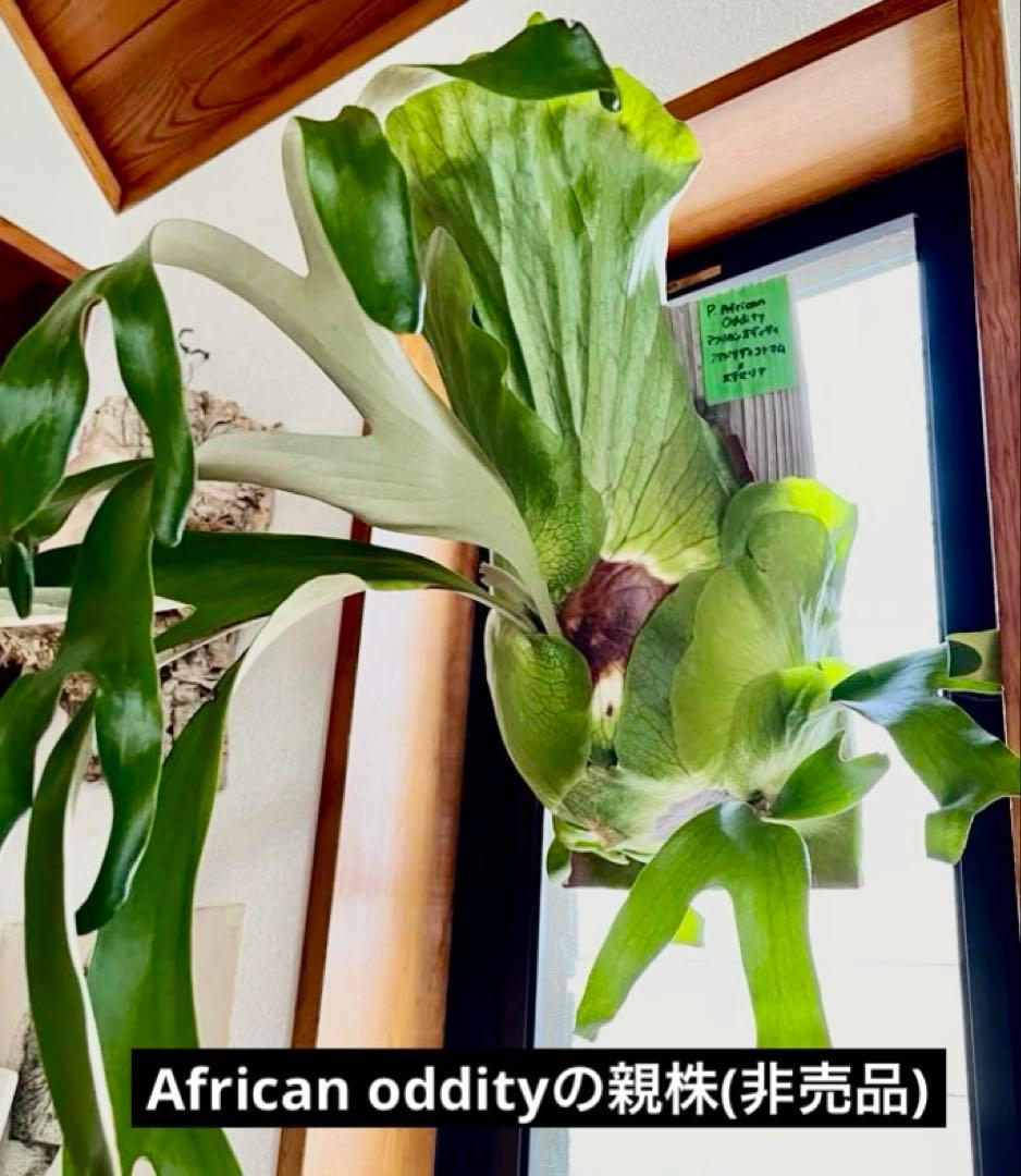 ビカクシダ　中型　その1