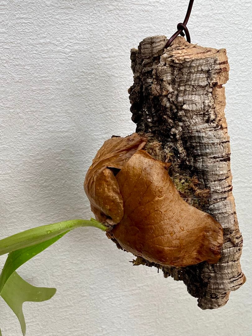 ビカクシダ　中型　その1