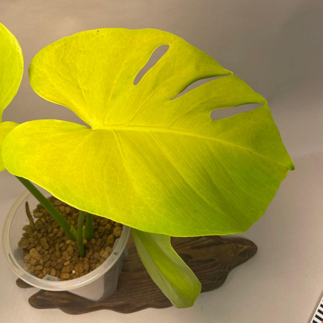 ス*ト様 a06モンステラ　デリシオーサ　黄金葉　ゴールドリーフ　フルムーンゴー