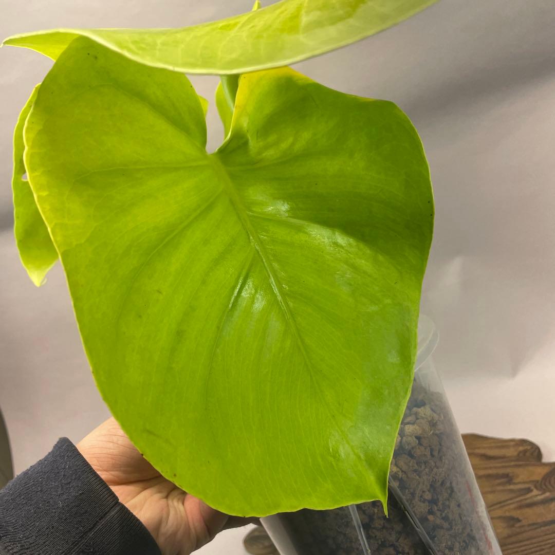 ス*ト様 a06モンステラ　デリシオーサ　黄金葉　ゴールドリーフ　フルムーンゴー