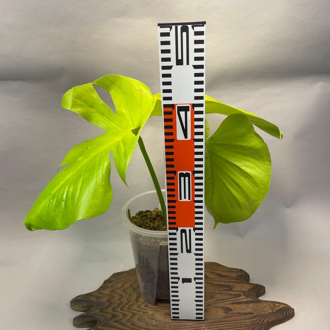 ス*ト様 a06モンステラ　デリシオーサ　黄金葉　ゴールドリーフ　フルムーンゴー