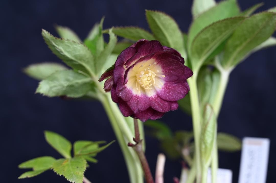 クリスマスローズ 認定レッドイルミリオン - メルカリ