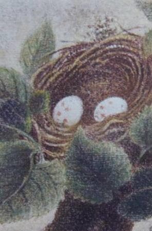 岡鹿之助、【巣】、希少な額装用画集より、美品、日本人画家、新品額装付